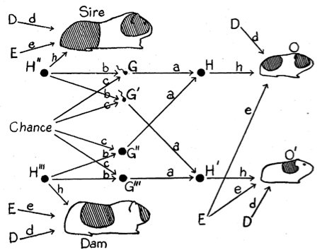 Graphical representation of a path model by Sewell Wright. Source: [OpenMx ](https://openmx.ssri.psu.edu/sites/default/files/Wright20aFigure5_1.jpg)