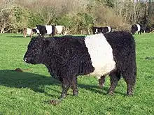 a black cow with a broad white stripe round its middle