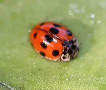 Adalia decempunctata decempunctata