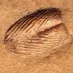 Pair of fossil aptychi (image is 1&nbsp;cm across)