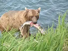 Image 5A bear with a salmon. Interspecific interactions such as predation are a key aspect of community ecology. (from Community (ecology))
