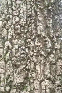 Soft corkwood at Mount Banda Banda
