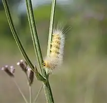 Caterpillar