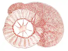 Cross section of Choreocolax polysiphoniae on epiphytic red algae Polysiphonia lanosa