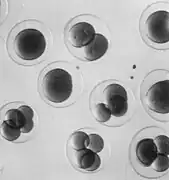 First cell divisions within fertilised eggs, about 0.3&nbsp;mm in diameter