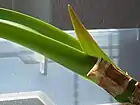 Developing Hippeastrum calyptratum (Ker Gawl.) Herb. leaf with reddish suffusion towards the apex and visible parallel leaf venation