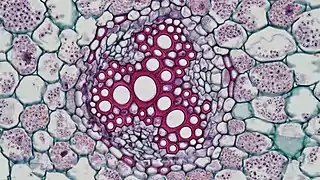 The vascular bundle of the root of the genus Ranunculus (dicotyledon) can see the endothelium and the Casparian strip around the middle column. The Casparian strip is dyed red because it contains lignin.