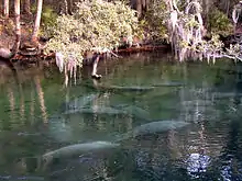 A short run produced by a spring: clear water with several manatees near the surface and trees on the far bank a dozen yards (11 m) away