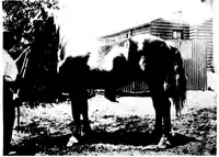Black and white photograph of a horse belonging to her husband, Mervyn Bunbury.