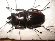 Odontolabis cuvera sinensis. A 65&nbsp;mm long male.