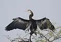 Oriental darter