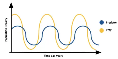 Image 24A generalised graph of a predator-prey population density cycle (from Community (ecology))