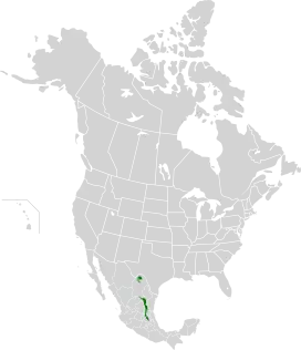 Map showing natural range of Quercus delgadoana