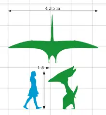 A diagram comparing the height of Thalassodromeus with that of a human, and an aerial view of its wingspan. Its height is roughly the same as a human – 1.8&nbsp;m (5&nbsp;ft 11&nbsp;in) – and its wingspan is 4.35&nbsp;m (14.3&nbsp;ft).