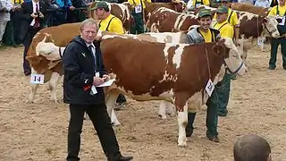 Dr Richard Pichler. National Exposition of the Simmental Cattle and the Regional Championship of Hucul Horse.