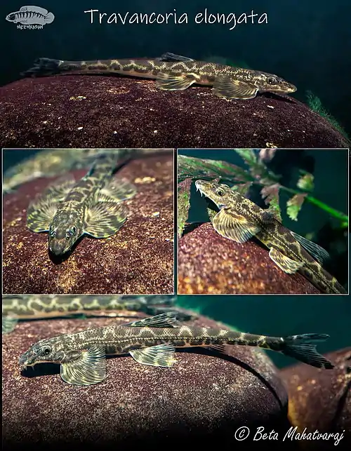 Travancoria elongata (Periyar Loach)