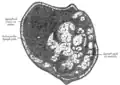 Section of small lymph node of rabbit. X 100.