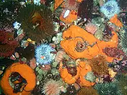 Anemones and sponges