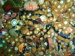 Anemones, whelks and mussels