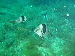 Magpie perch Cheilodctylus nigripes