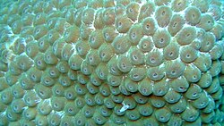 The healthy hard coral on the Inner Reef is worth studying close-up.