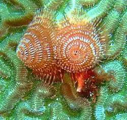 Close-up Tubeworms are beautiful.