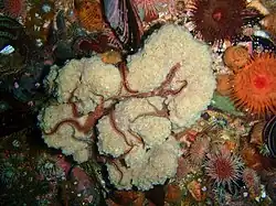 Colonial ascidian and brittle stars
