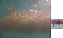 Sargassum weed was photographed in a pool against a standard credit card, the two pictures scaled approximately equally and pasted together. It can be seen that the card fits about ten times into the layer of weed which is thus about half a metre deep