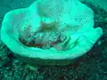False stonefish in a cup sponge