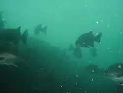 Galjoen can sometimes be seen just below the white water