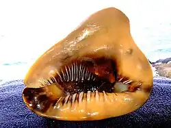 This beautiful shellfish was returned alive after being phographed. Note the claw protruding from inside.