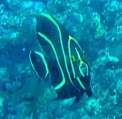 Juvenile French Angel Fish living on a small coral head in high energy water 50 m off Crane Beach.
