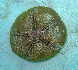 Live sand dollars may be less frequent.