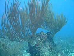 Sea Whips are very common on the fathom especially in the main surge above 20 m.