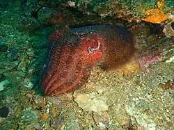 Cuttlefish Sepia apama