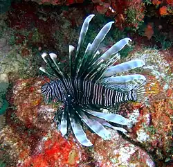 RAM Edghill spotted this alien Red Lion Fish 25 m down not far from South Point Barbados in February 2013.