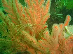 Spider crab on a sea fan