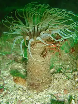 Tube anemone with spider crab