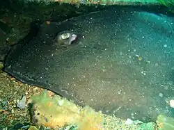 Urolophus sp. stingray lurking under some debris