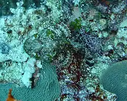 This scorpion fish was so well camouflaged that the photographer almost rested his hand on the dead coral in front of its head. Their sting is said to be extremely painful.